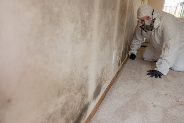 Best Real Estate Mold Inspection  in Westlake Vlage, IL